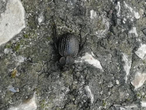 Brachycerus rotundicollis